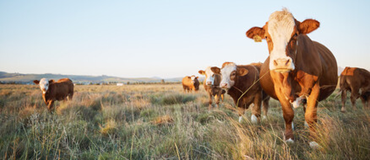 TECHNOLOGY ADOPTION IN ANIMAL PRODUCTION UNITS IN THE VALLE DEL MEZQUITAL HIDALGO, MEXICO