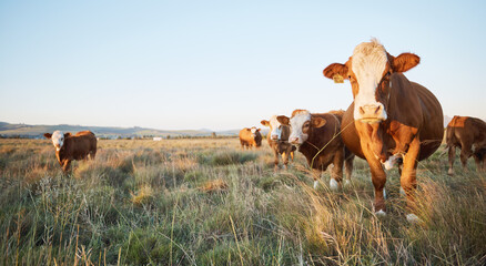 TECHNOLOGY ADOPTION IN ANIMAL PRODUCTION UNITS IN THE VALLE DEL MEZQUITAL HIDALGO, MEXICO