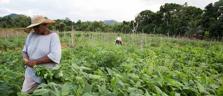 The Decision-making Process through the Eyes of Farmers in Jamaica