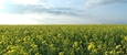 Leadership-as-Practice in a Rural Saskatchewan School