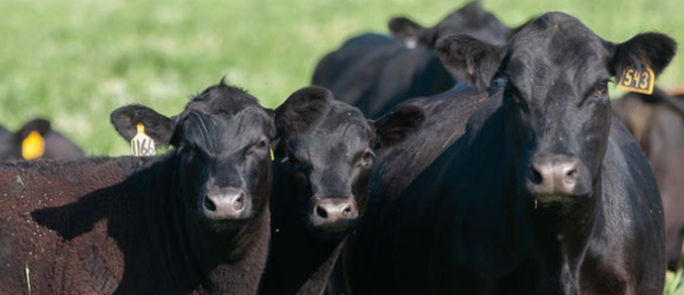 Volume 12 &bull; Issue 1 &bull; 2026 &bull; 2026 Cattlemen's Day