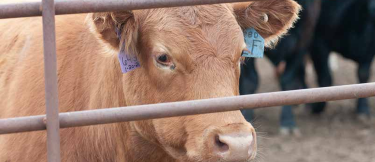 Volume 11 &bull; Issue 1 &bull; 2025 &bull; 2025 Cattlemen's Day Full Report
